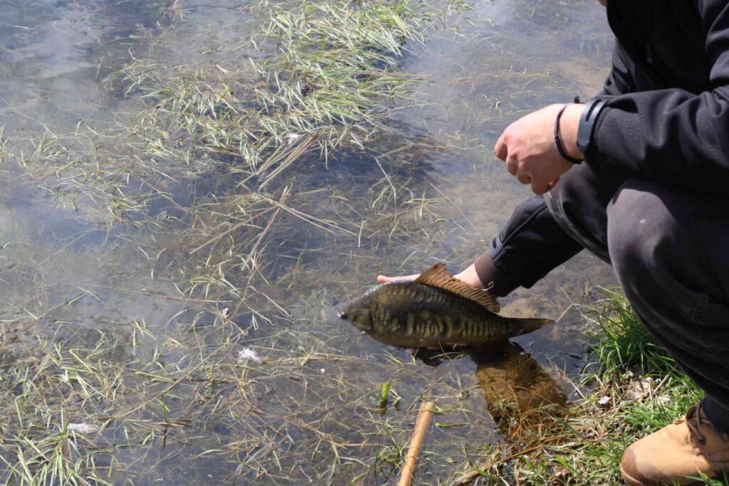 Fisch wird zurückgesetzt