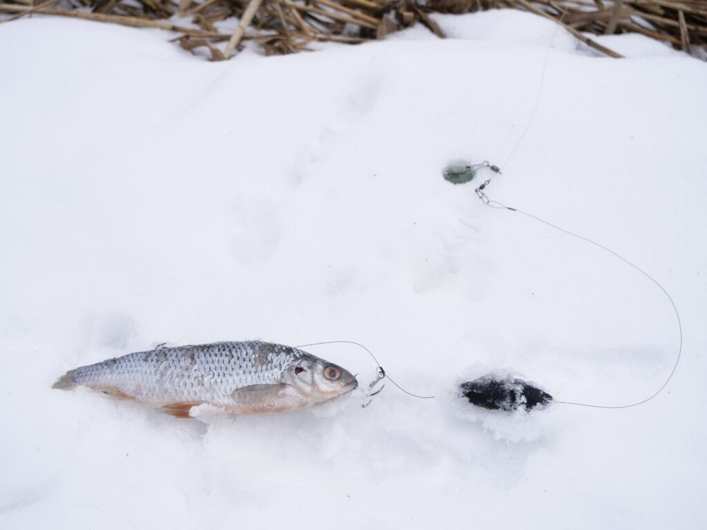 Toter Köderfisch