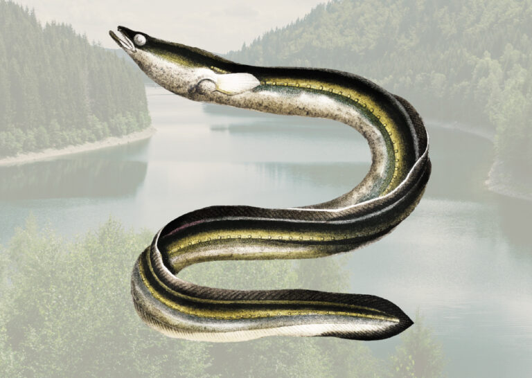 Aal - Anglerschmiede.de