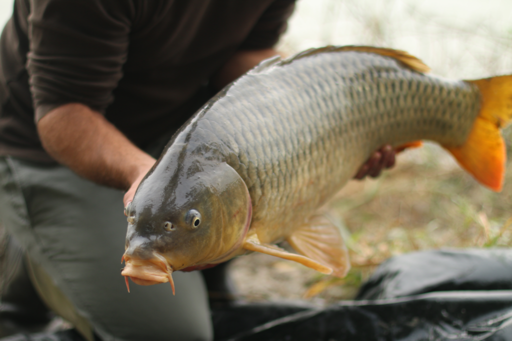Wilder Schuppenkarpfen aus dem Fluss